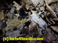 /home//u458753944/public_html/sourcegallery/////////////////////////////////////////////Roxborough Toad Detour/2013-2019/2016/2016-03-31/P3310542.JPG